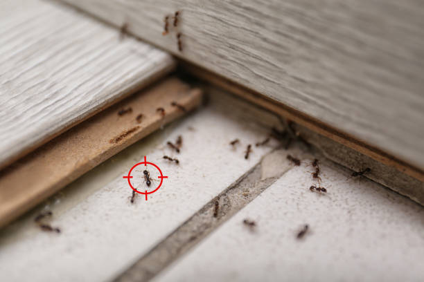 Best Pest Control Near Me  in New Rockford, ND