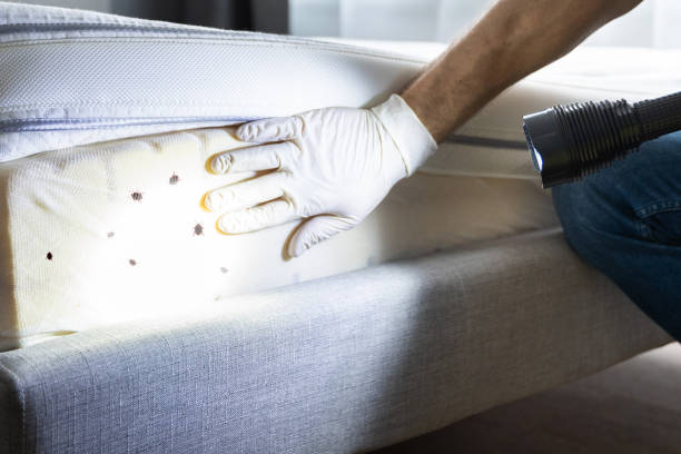 Reliable New Rockford, ND Pest Control Solutions