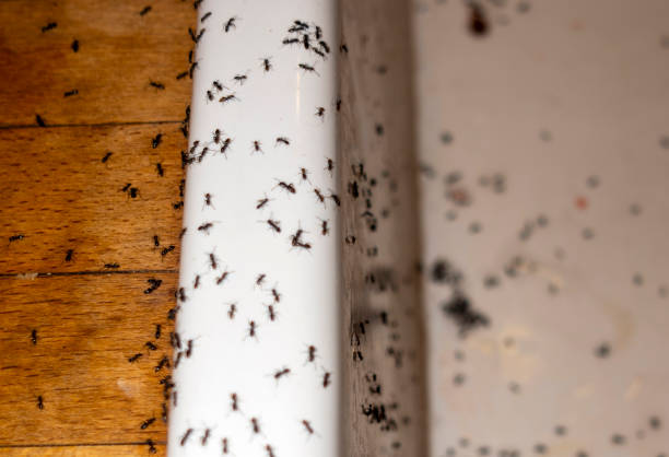 Best Pest Removal Services  in New Rockford, ND